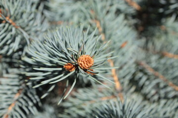 Naklejka na ściany i meble Branches of the blue Christmas tree, use for the background.