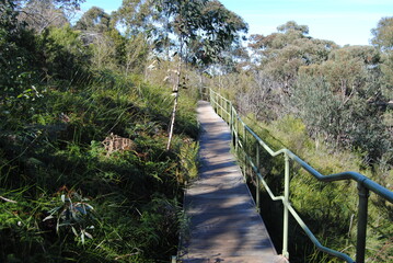 Fototapeta na wymiar The Blue Mountains national park tracks in the bush, Australia