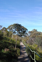Fototapeta na wymiar The Blue Mountains national park tracks in the bush, Australia