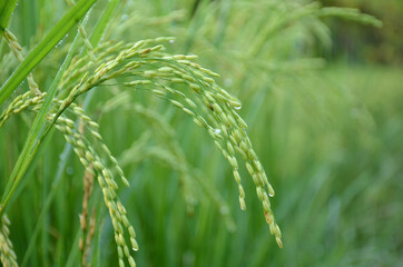 the green ripe paddy plant grains in the field meadow.