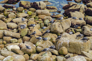 Heermann's Gulls sit on rocks on the Pacific coast.