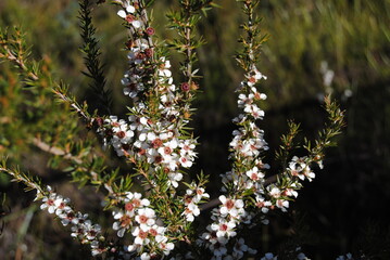The green grass background and with the dried leaves in the park in the Blue Mountains national parks in Australia