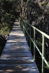 Obraz premium The Blue Mountains national park tracks in the bush, Australia