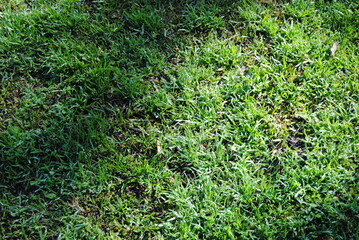 The green grass background and with the dried leaves in the park in the Blue Mountains national parks in Australia