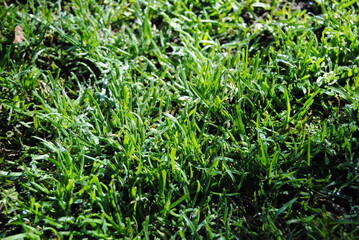 The green grass background and with the dried leaves in the park in the Blue Mountains national parks in Australia