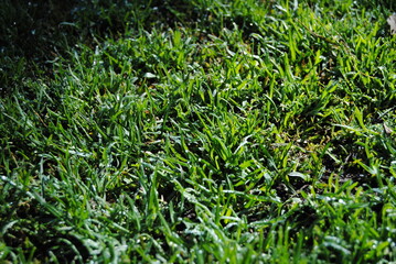 The green grass background and with the dried leaves in the park in the Blue Mountains national parks in Australia