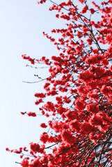 ハナモモの赤い花　春　