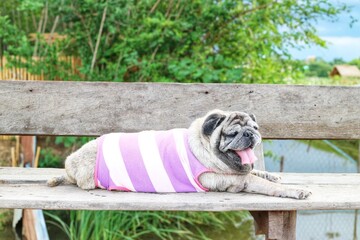 Portrait of an old pug dog Cute fat dog Sitting, smiling happy, seeing funny teeth on a wooden table, selectable focus