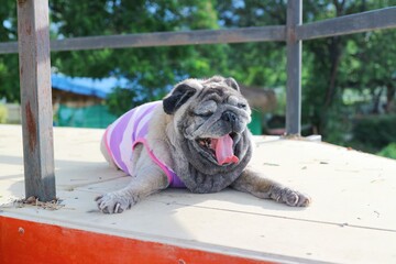 Obraz premium pug dog on the street