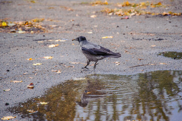 Crow in a puddle against the background of the autumn sky.