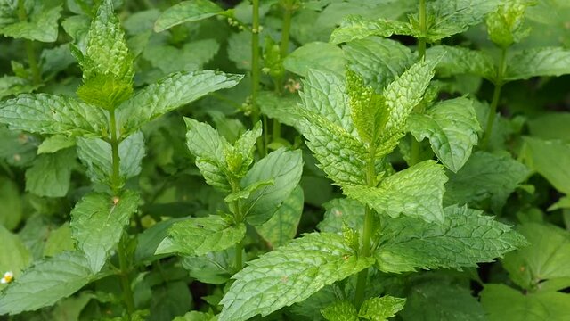 Green bushes of fragrant mint grow in a garden bed