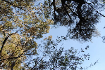 Treetops in the sunlight with the clean sky background 
