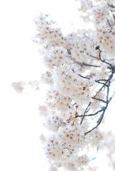桜　ソメイヨシノ　sakura 満開