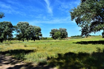 Beautiful summer landscape of nature during the day: green grass, trees, road, blue sky and clouds the sun is shining