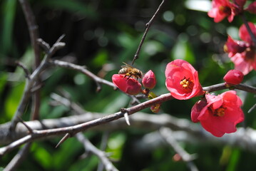 The dark pink flowers on the blooming tree in winter, Australia