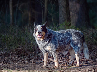Naklejka na ściany i meble Australian Cattle Dog portrait in forest. Dog standing