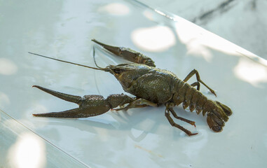 cancer inhabitant of reservoirs, an animal with ticks, the texture of the shell on the animal