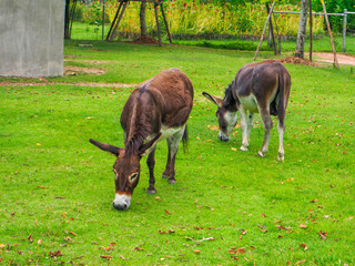 A donkey in a fertile green zoo