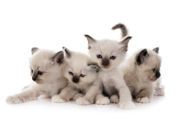 birman kitten in studio