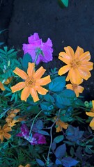 scenic view of orange flowers and plant