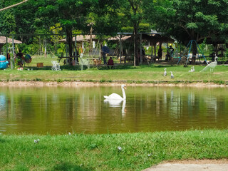 Goose in a nature-rich and touristy zoo.