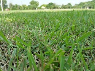 green grass in a field