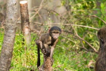 curious baby Chacma baboon (Papio ursinus) on its own looking at the camera, making eye contact in the wild of South Africa