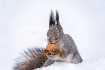 The squirrel sits on white snow with nut in winter.