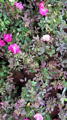 scenic view of rose plant with new brown and red leaves