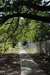 Fototapeta premium The Wentworth Falls town street in the Blue Mountains national park, Australia