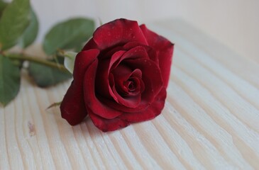 A red rose lies on a light wooden surface.