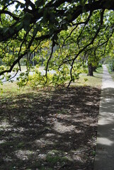 The Wentworth Falls town street in the Blue Mountains national park, Australia