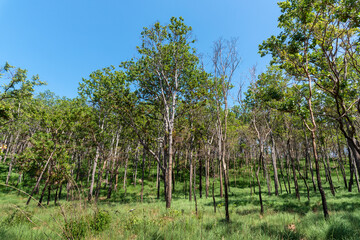 Forest trees. Blue sky in background.