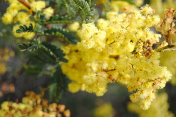 Obraz premium Wattle native Australian flower blooming in winter in the Blue mountains national park, Australia