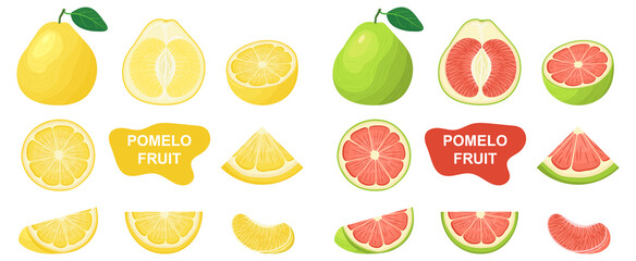 Set of fresh whole, half, cut slice pomelo fruits isolated on white background. Summer fruits for healthy lifestyle. Organic fruit. Cartoon style. Vector illustration for any design.