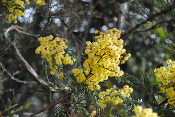 Wattle native Australian flower blooming in winter in the Blue mountains national park, Australia