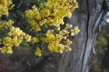 Wattle native Australian flower blooming in winter in the Blue mountains national park, Australia