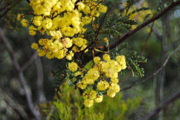 Wattle native Australian flower blooming in winter in the Blue mountains national park, Australia