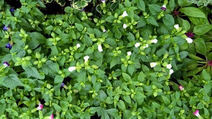 scenic view of green leaves and plants