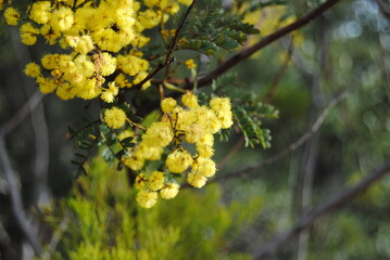 Wattle native Australian flower blooming in winter in the Blue mountains national park, Australia