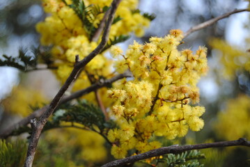 Wattle native Australian flower blooming in winter in the Blue mountains national park, Australia