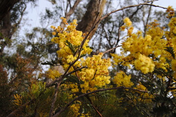 Wattle native Australian flower blooming in winter in the Blue mountains national park, Australia