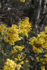 Wattle native Australian flower blooming in winter in the Blue mountains national park, Australia
