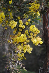 Wattle native Australian flower blooming in winter in the Blue mountains national park, Australia