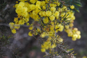 Wattle native Australian flower blooming in winter in the Blue mountains national park, Australia