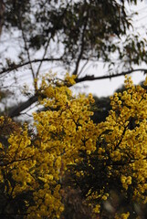 Wattle native Australian flower blooming in winter in the Blue mountains national park, Australia