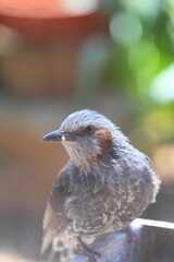 Brown-eared Bulbul (Hypsipetes amaurotis) Perching on Plum Tree in Japan - ヒヨドリ