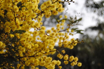 Wattle native Australian flower blooming in winter in the Blue mountains national park, Australia