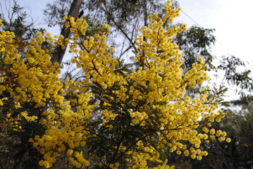 Wattle native Australian flower blooming in winter in the Blue mountains national park, Australia