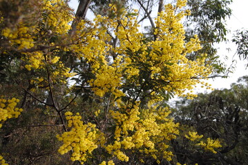 Wattle native Australian flower blooming in winter in the Blue mountains national park, Australia
